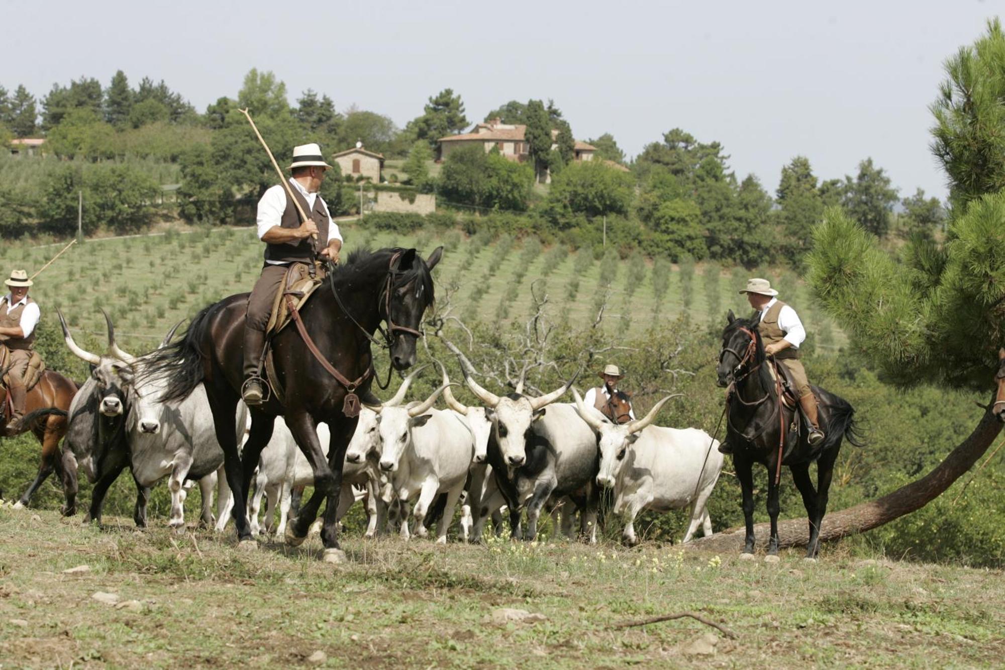 Agriturismo La Forra Cavriglia Εξωτερικό φωτογραφία