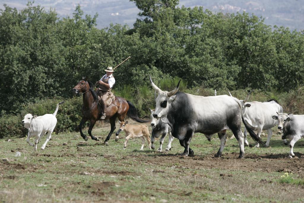 Agriturismo La Forra Cavriglia Εξωτερικό φωτογραφία